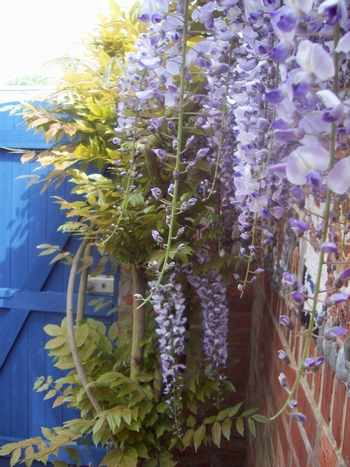 At Wisteria Corner - Self-Catering Holiday Let